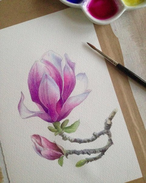 Магнолия акварель