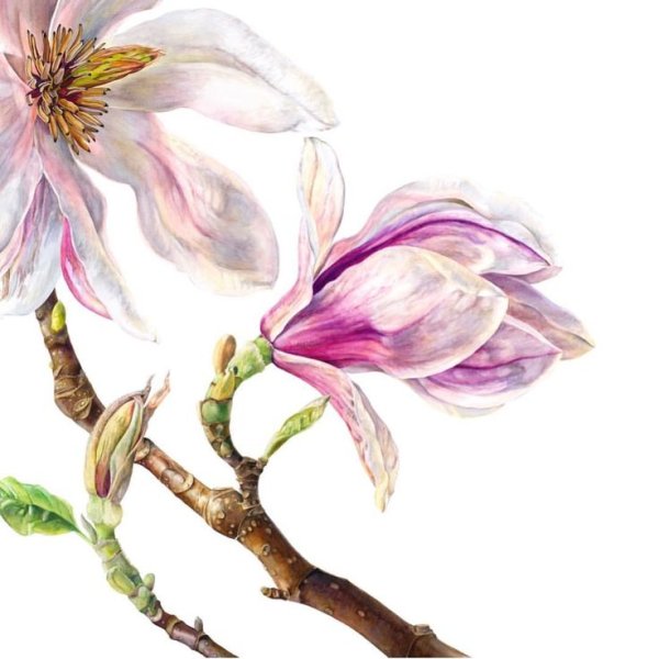 Ботаническая живопись акварелью Магнолия