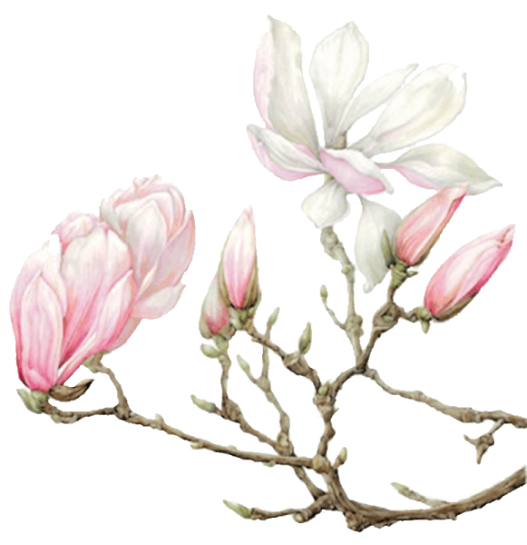 Ветка магнолии акварель