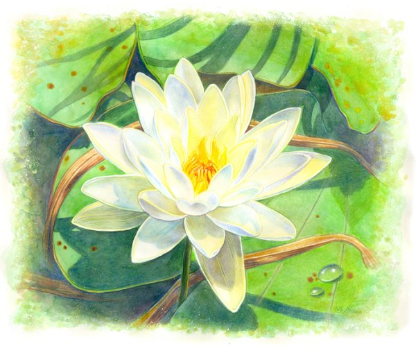 Лотос на воде акварель