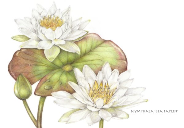 Нарисовать Лотос орехоносный