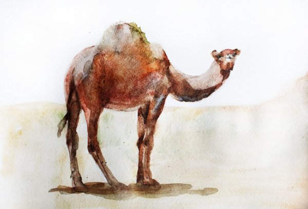 Верблюд акварелью