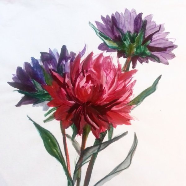 Цветы акварелью астры