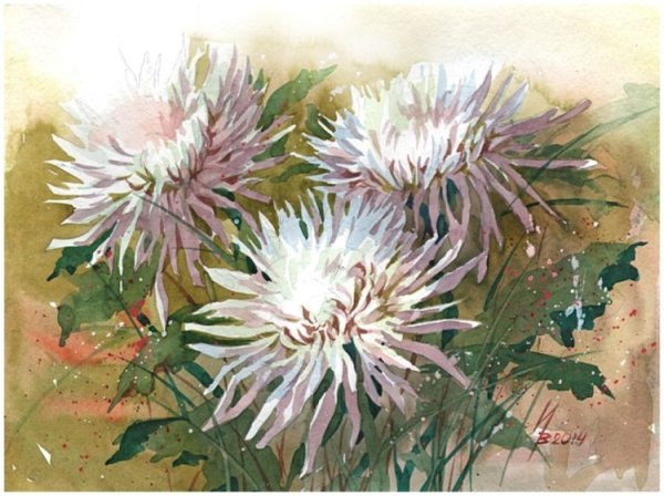Хризантемы акварелью