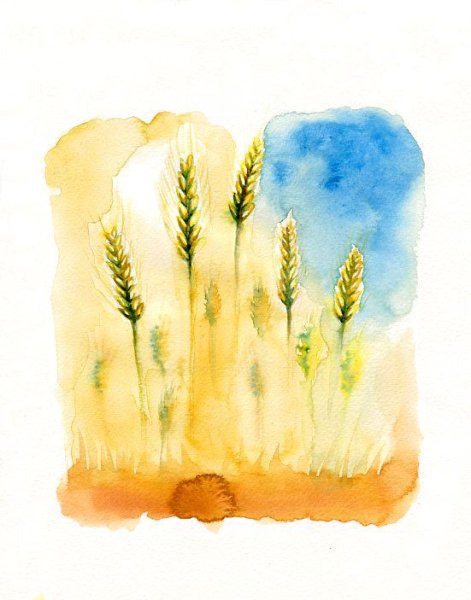 Рожь акварель