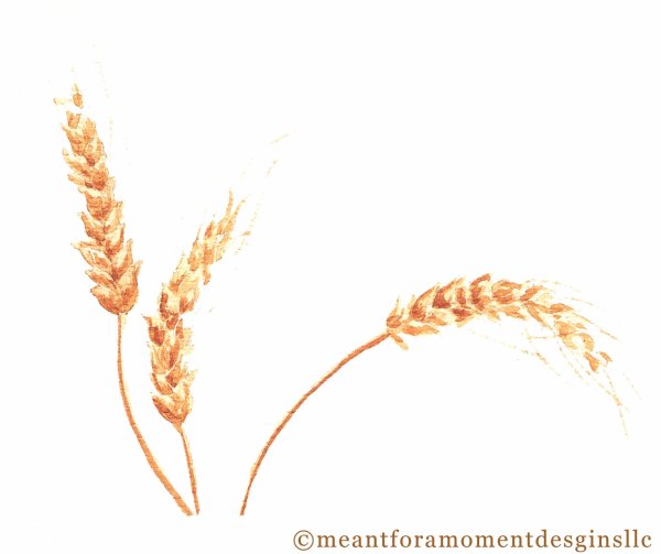 Колосья пшеницы акварель