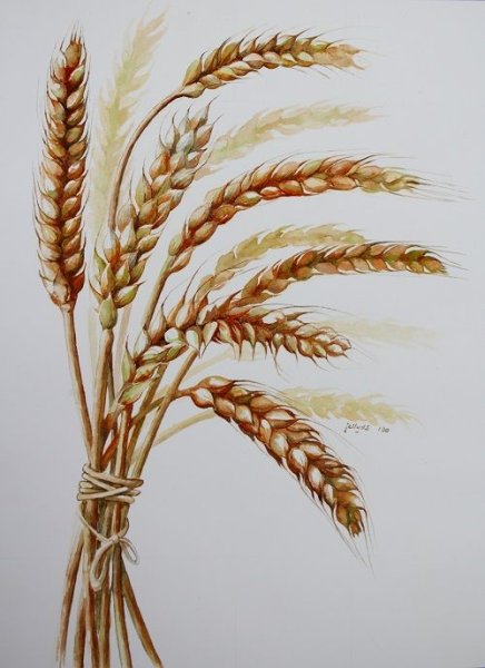 Колоски акварель