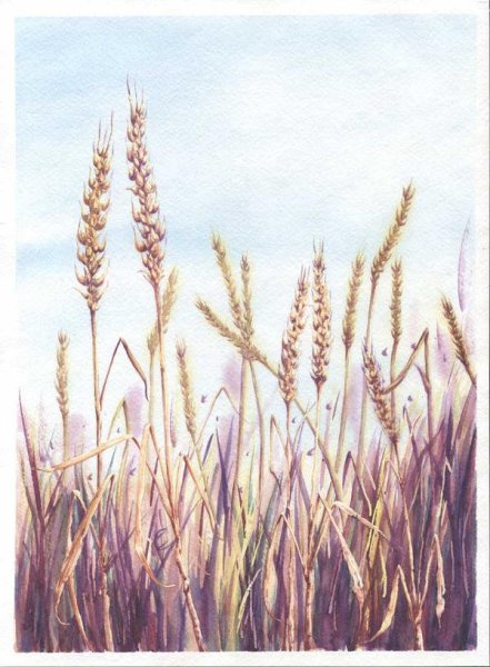 Колосья пшеницы акварель