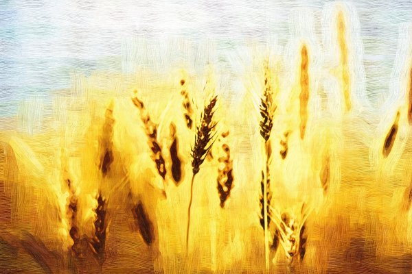 Колосок нарисованный акварелью