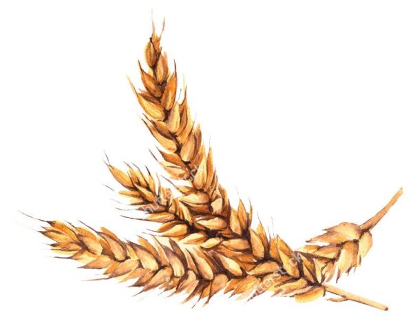Колосья акварель