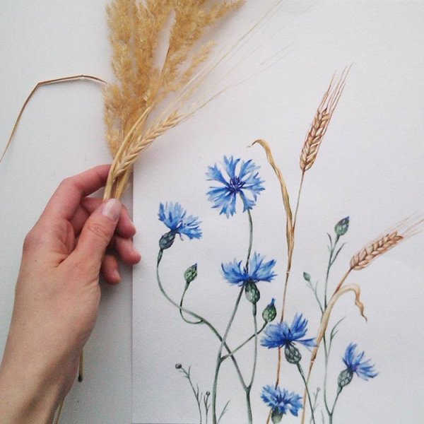 Пшеничное поле акварелью