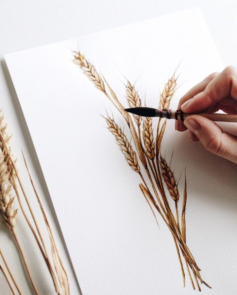 Пшеница акварель