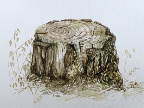 Пень рисунок для детей