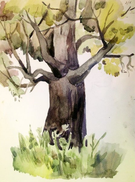 Этюды деревьев акварелью пленэр