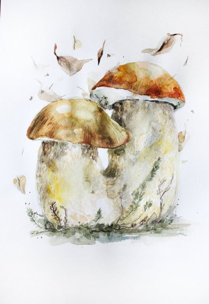 Ботаническая живопись акварелью грибы