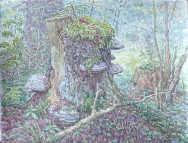 Сказка Катаева старый пень