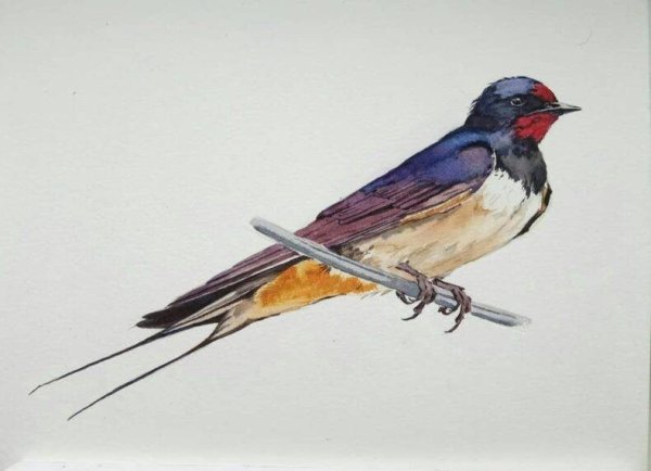 Ласточка акварель