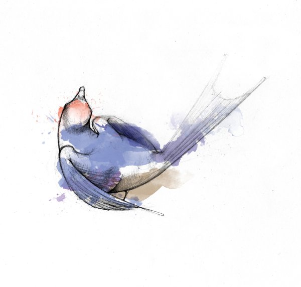 Ласточка акварель