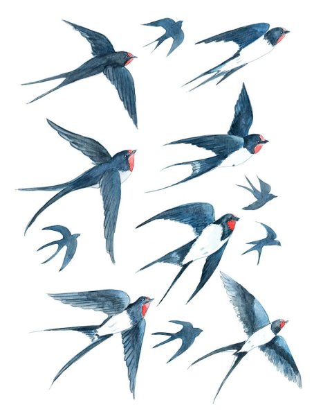 Ласточка акварель