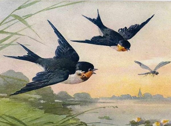 Афанасий Фет ласточки