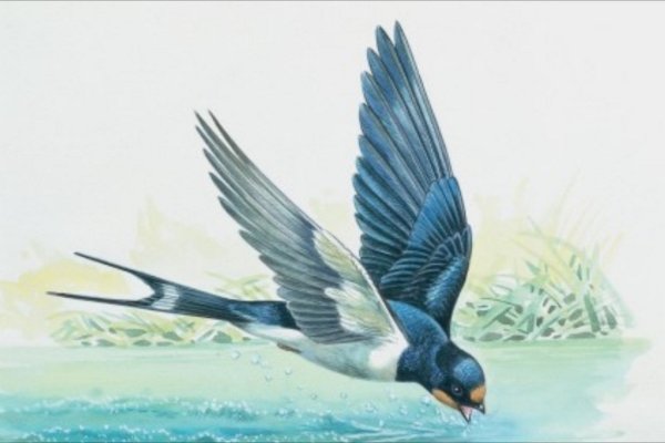 Ласточка на лету