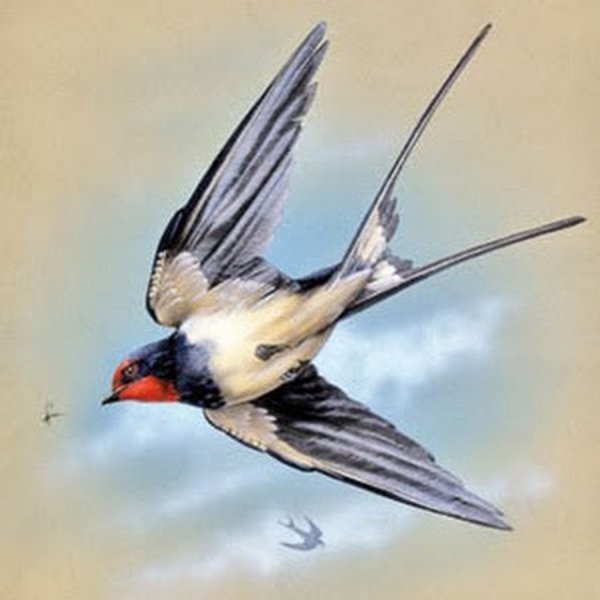 Ласточка арт