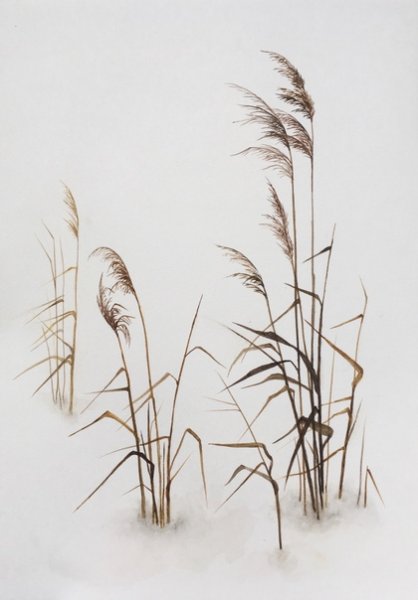 Камыш акварель
