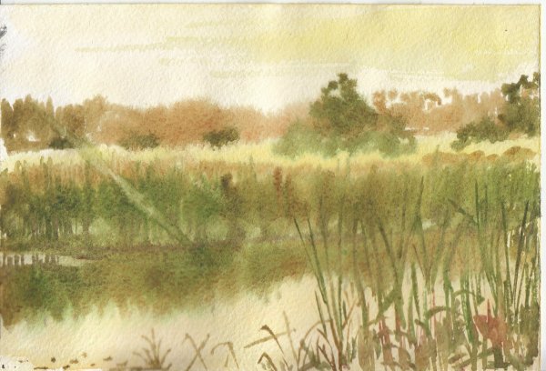 Пруд с камышами акварель