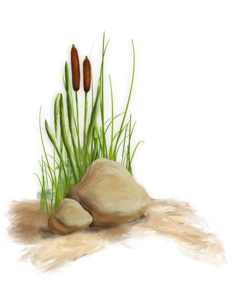 Камыши на прозрачном фоне