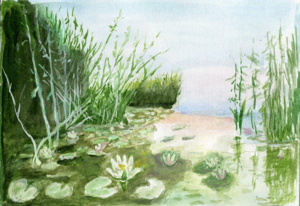 Камыш акварель