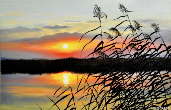 Камыш и рогоз рисунок