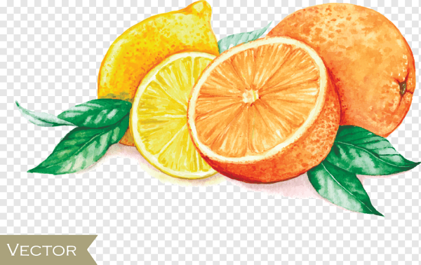 Скетчинг фрукты