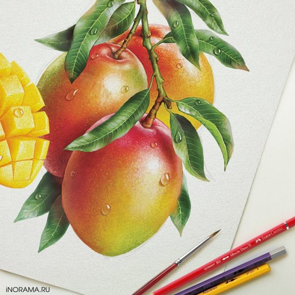 Манго фрукт для рисования