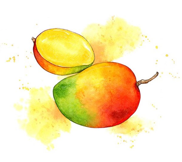 Манго фрукт акварель
