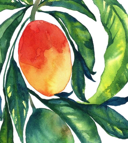 Манго акварель