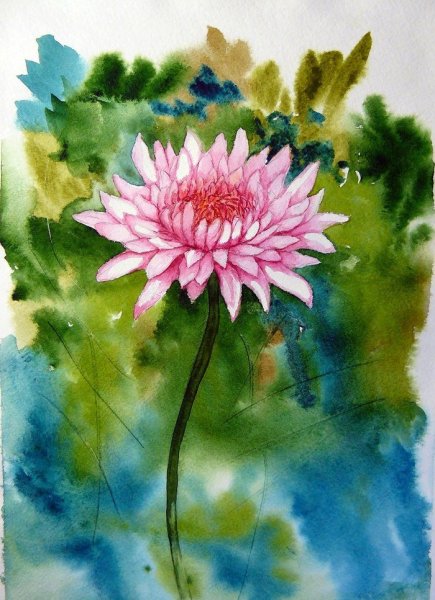 Хризантемы в живописи акварелью