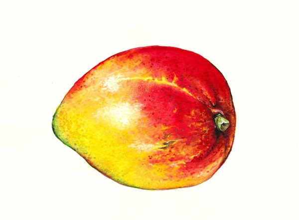 Манго фрукт акварель