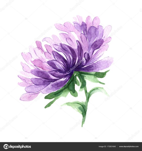 Цветы акварелью астры