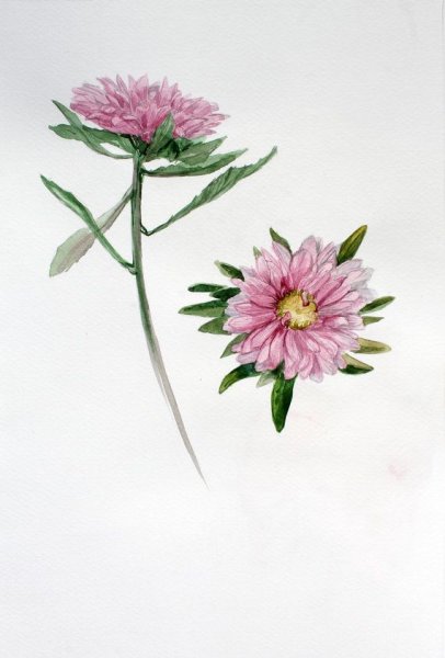 Астры акварелью