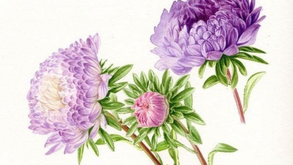 Астра Ботаническая иллюстрация