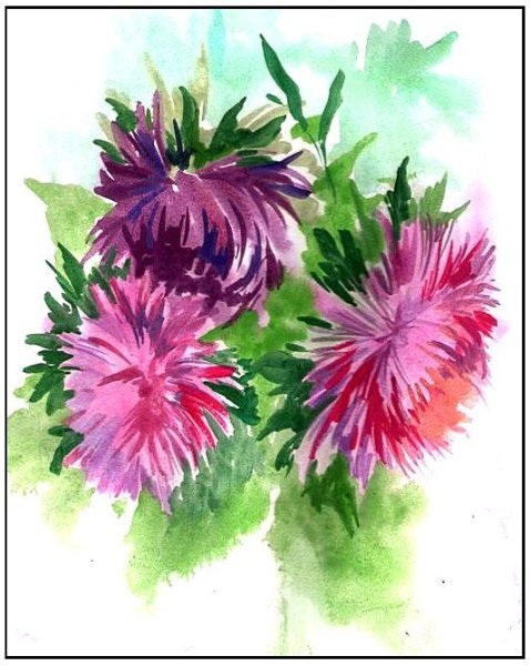 Астры акварелистов