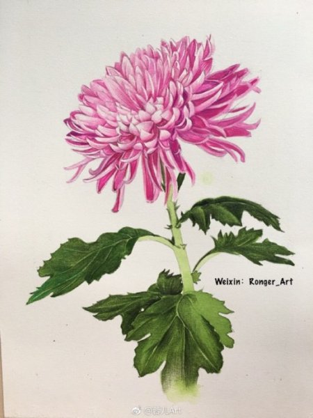 Астры акварелью