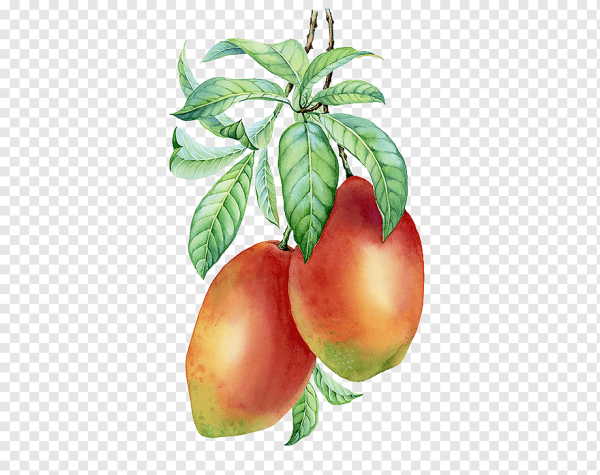 Ветви манго