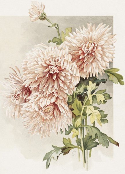 Цветы акварелью хризантемы