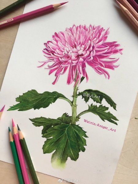 Хризантемы цветными карандашами