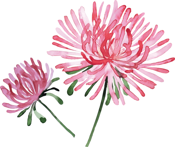 Астра рисунок