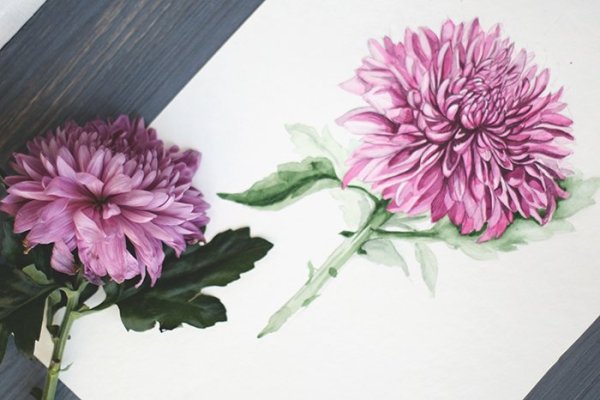 Паинтинг Флорес хризантемы