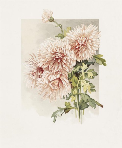 Цветы акварелью хризантемы