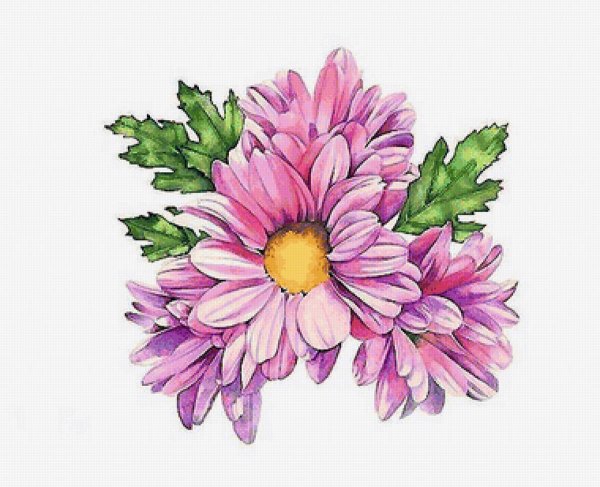 Хризантемы акварелью