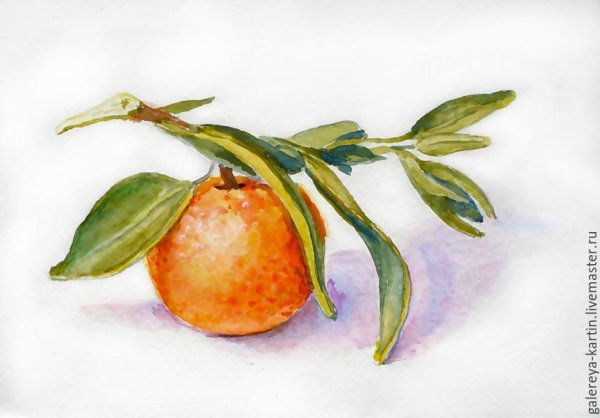 Этюд мандаринки акварель